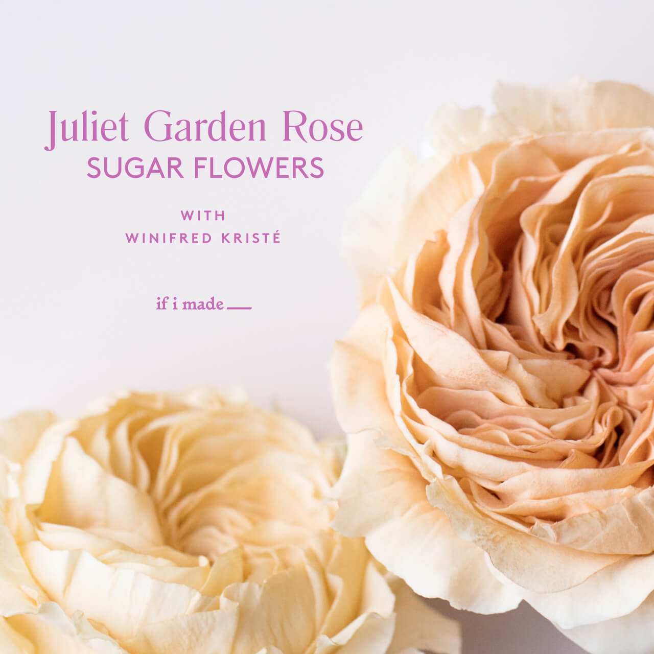 Juliet Garden Rose Sugar Flowers with Winifred Kristé
